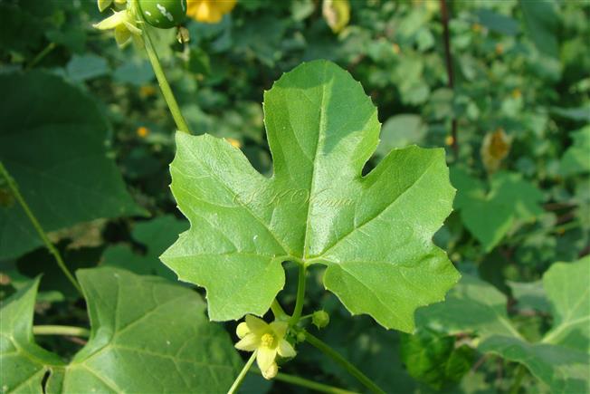  Leaf (Adaxial view)